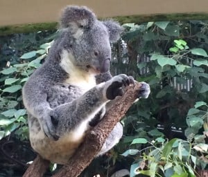 Stretching koala